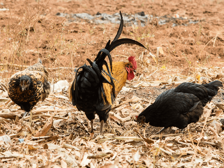 1 Rooster and 2 Hens