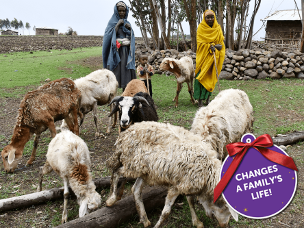 Farmyard of Animals (2 goats, 2 pigs and 2 chicks)